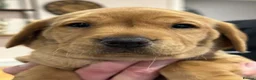Labrador Retriever dogs for sale:   Stunning Labrador Retriever puppies for sale. - Advert 5