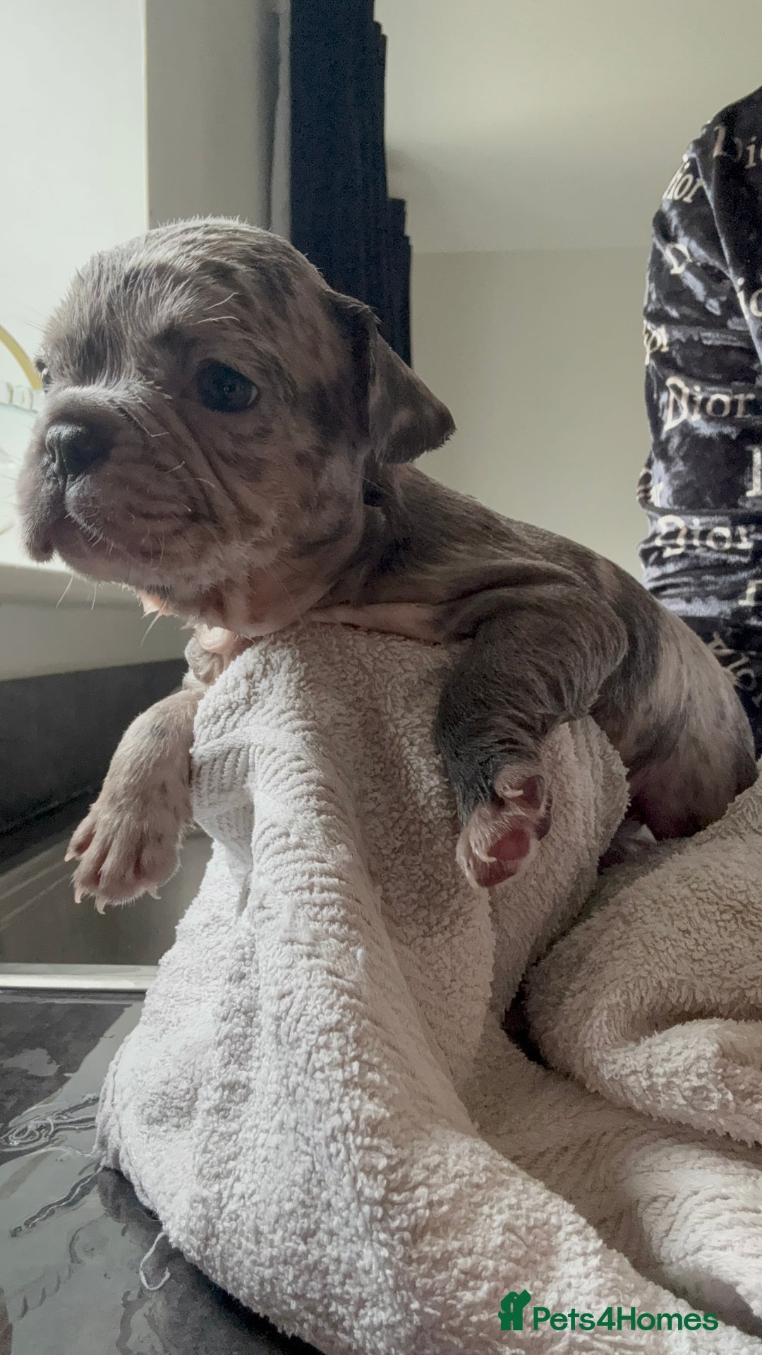 French Bulldog dogs for sale: Lilac blue eyed litter of 6. DWKC registered  - Image 24