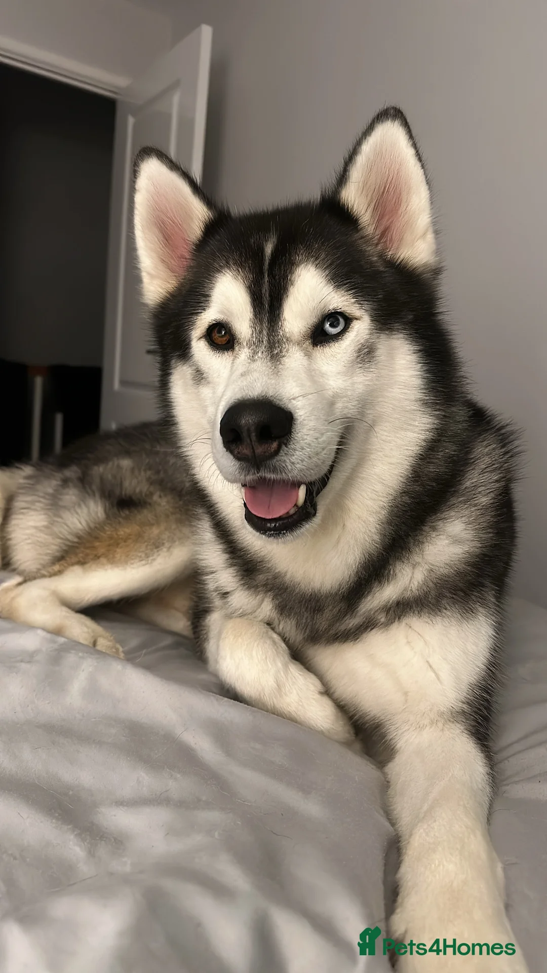 Siberian Husky dogs for stud: Proven Gorgeous Siberian Husky *FOR STUD ONLY* in Torquay - Advert 9