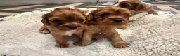 Cavalier King Charles Spaniel dogs for sale: 6 SWEET LITTLE BEAUTIES 2 boys 4 girls  - Advert 29