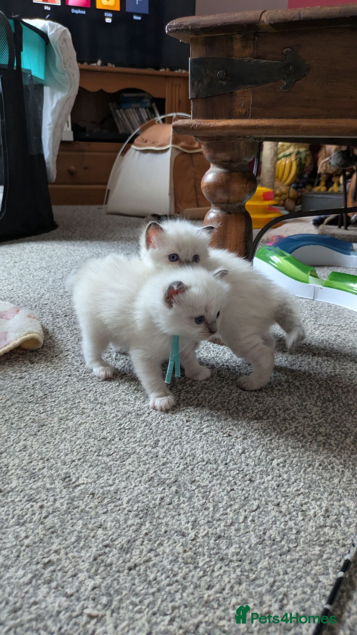 Ragdoll cats Pedigree dna tested ragdoll kittens - Advert 15
