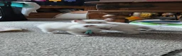 Ragdoll cats for sale: Pedigree dna tested ragdoll kittens - Advert 8
