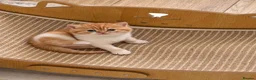 British Shorthair cats for sale: Last GCCF red & white British shorthair kitten - Advert 8