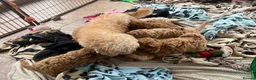 Cavapoochon dogs for sale: Cavapoochon puppies  - Advert 8