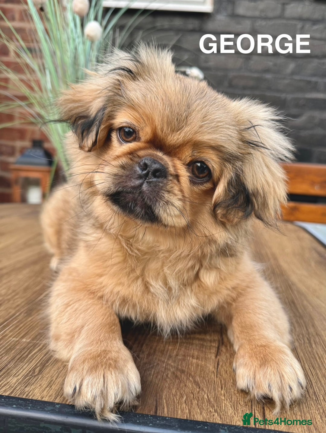 Pekingese dogs for sale: CARMEL - 2 Pekingese puppies BOYS ! Fully vaccinated! - Image 24