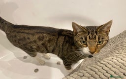 Domestic Shorthair cats for sale: Male cat - Image 6