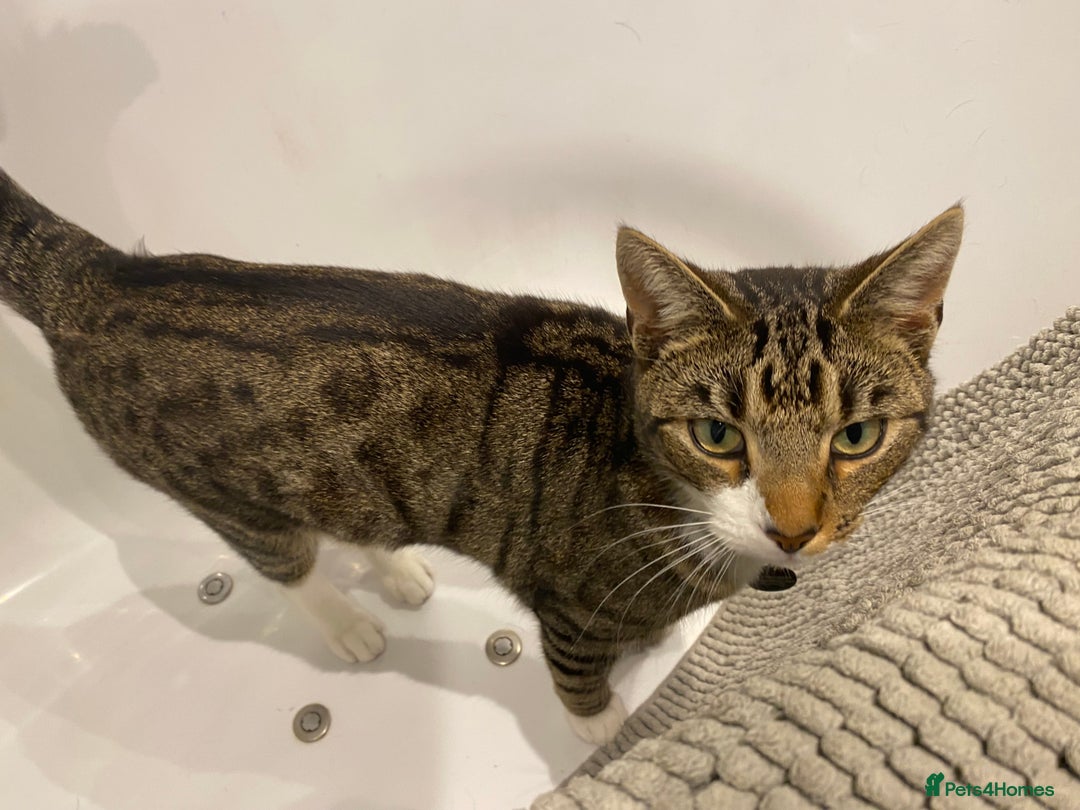 Domestic Shorthair cats for sale: Male cat - Image 6