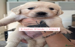 Golden Retriever dogs for sale: Golden Retriever Puppies 4 boys & 3 girls  - Image 28