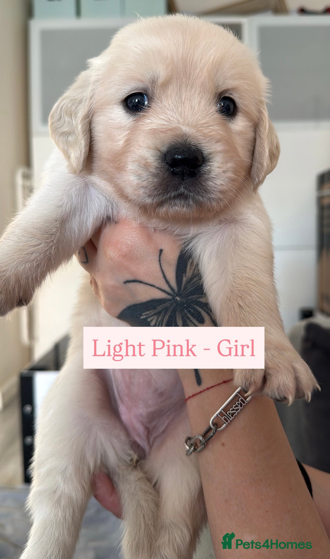 Golden Retriever dogs for sale: Golden Retriever Puppies 4 boys & 3 girls  - Image 28