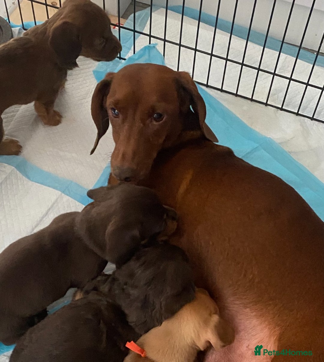 Miniature Dachshund dogs for sale: MOST GORGEOUS DACHSHUNDS - Advert 17