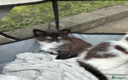 Mixed Breed cats for sale: Lovely kittens  - Image 4