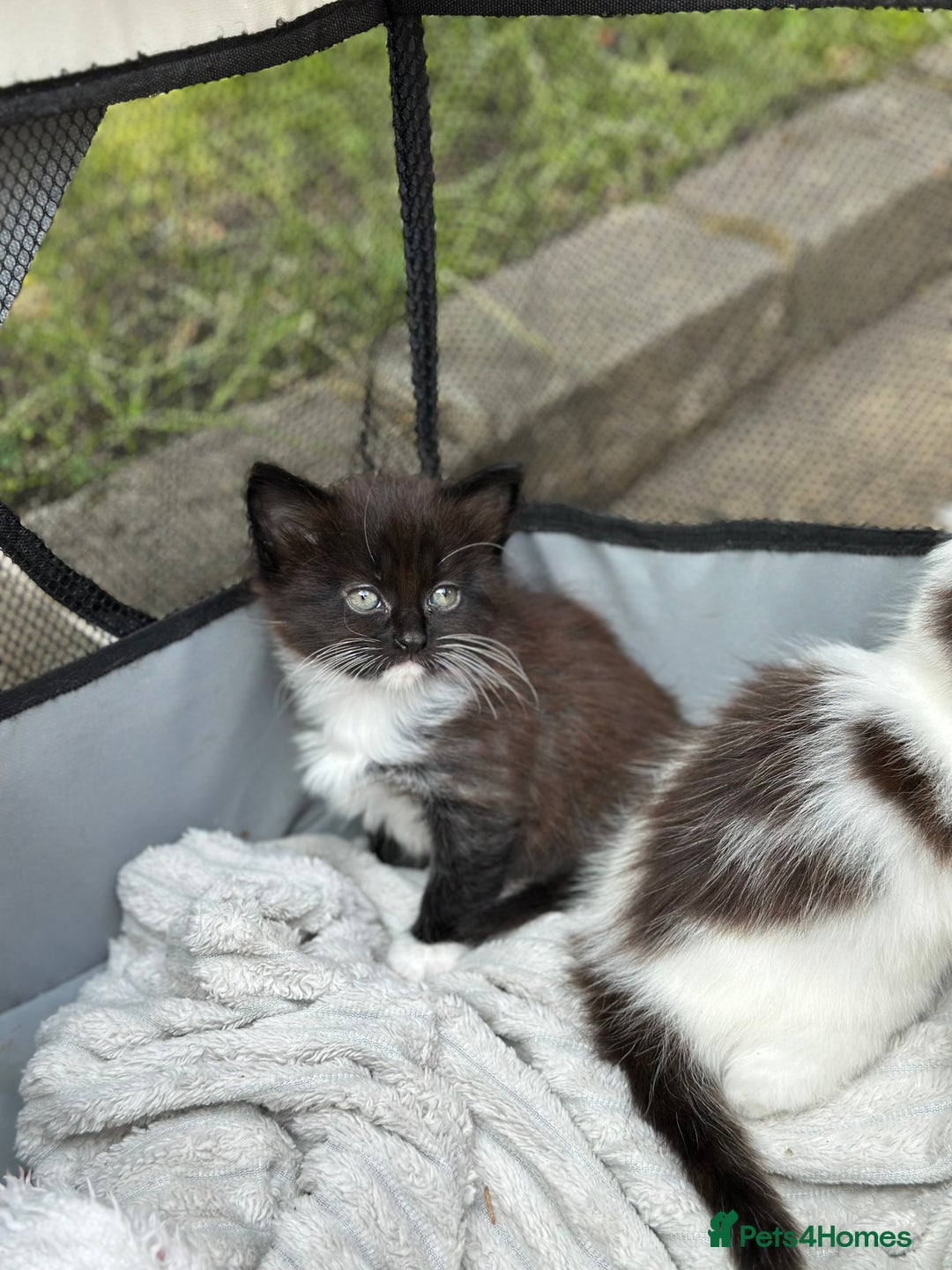 Mixed Breed cats for sale: Lovely kittens  - Image 4