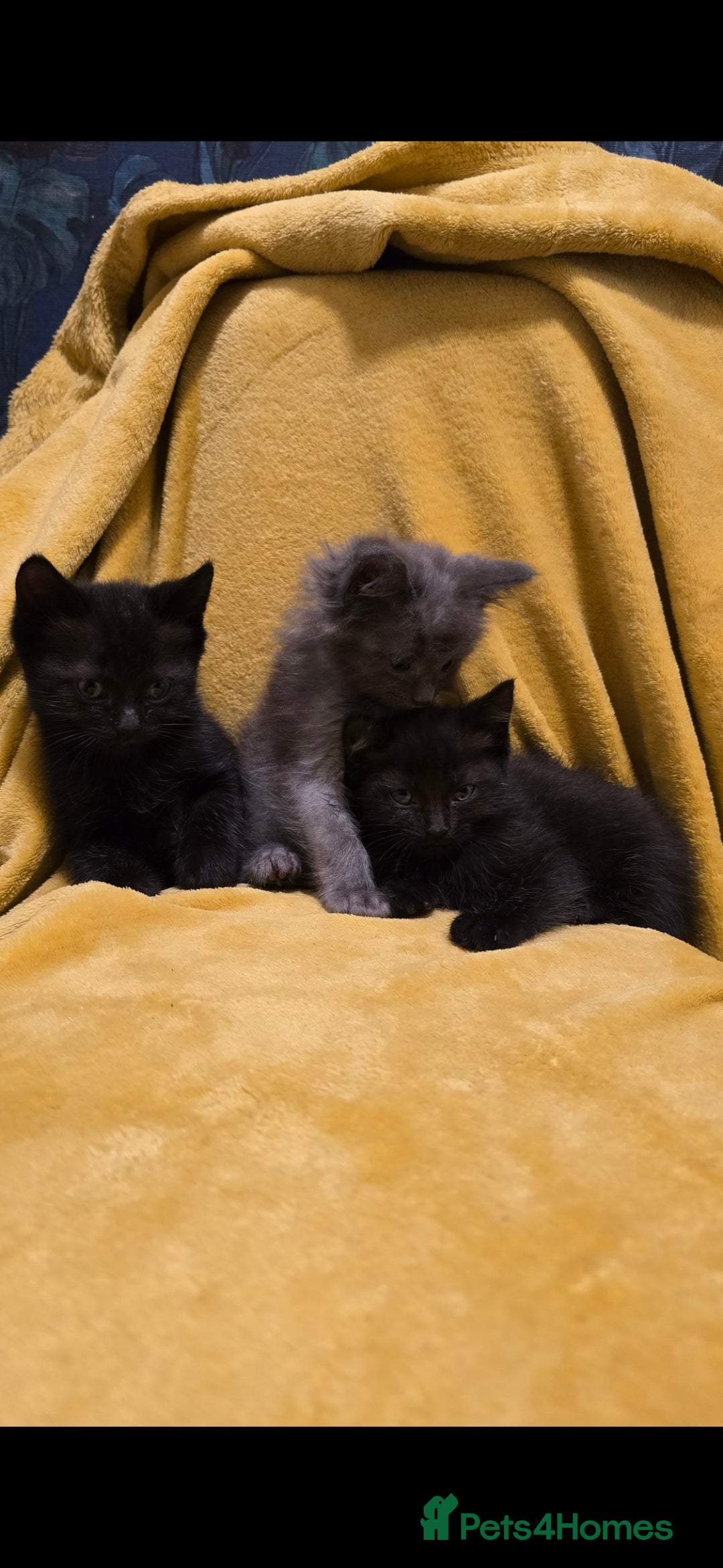 Ragdoll cats for sale: Beautiful half ragdoll kittens - Image 14