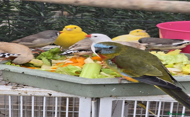 Parakeets birds - Advert 7