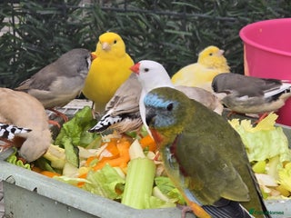 Parakeets birds - Advert 9