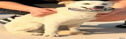 Mixed Breed dogs for adoption: Candy needs a loving home  - Advert 1