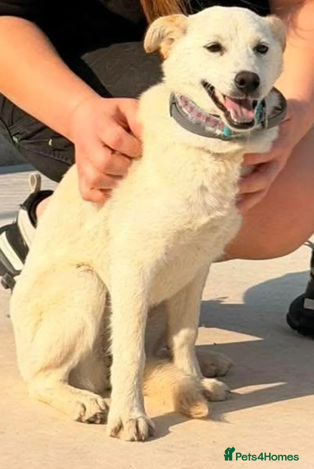Mixed Breed dogs for adoption: Candy needs a loving home  - Advert 1