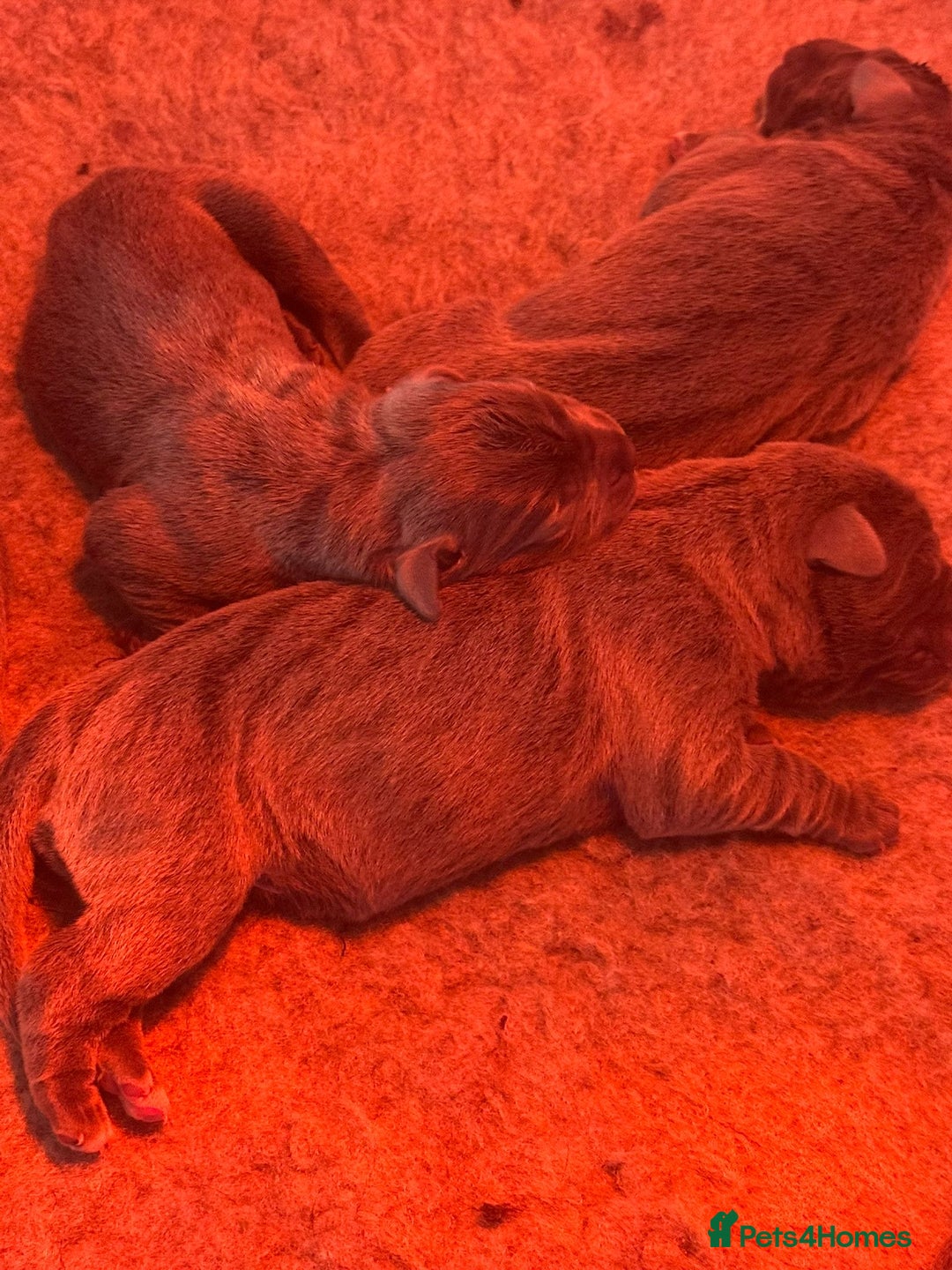 Cane Corso dogs for sale: Outstanding cane corso pups 🐶  - Advert 7