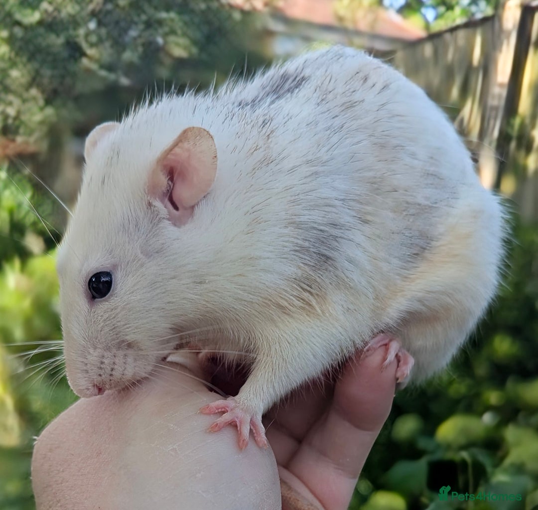 Rat rodents for sale: Fancy,Dumbo,Siamese and Rex Rats For Sale - Image 2