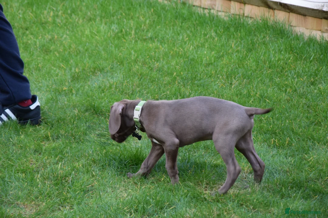 Weimaraner dogs for sale: Weimaraner 4 months old  - Advert 8