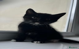 Domestic Shorthair cats for sale: SERIOUS HOMES ONLY - Image 8
