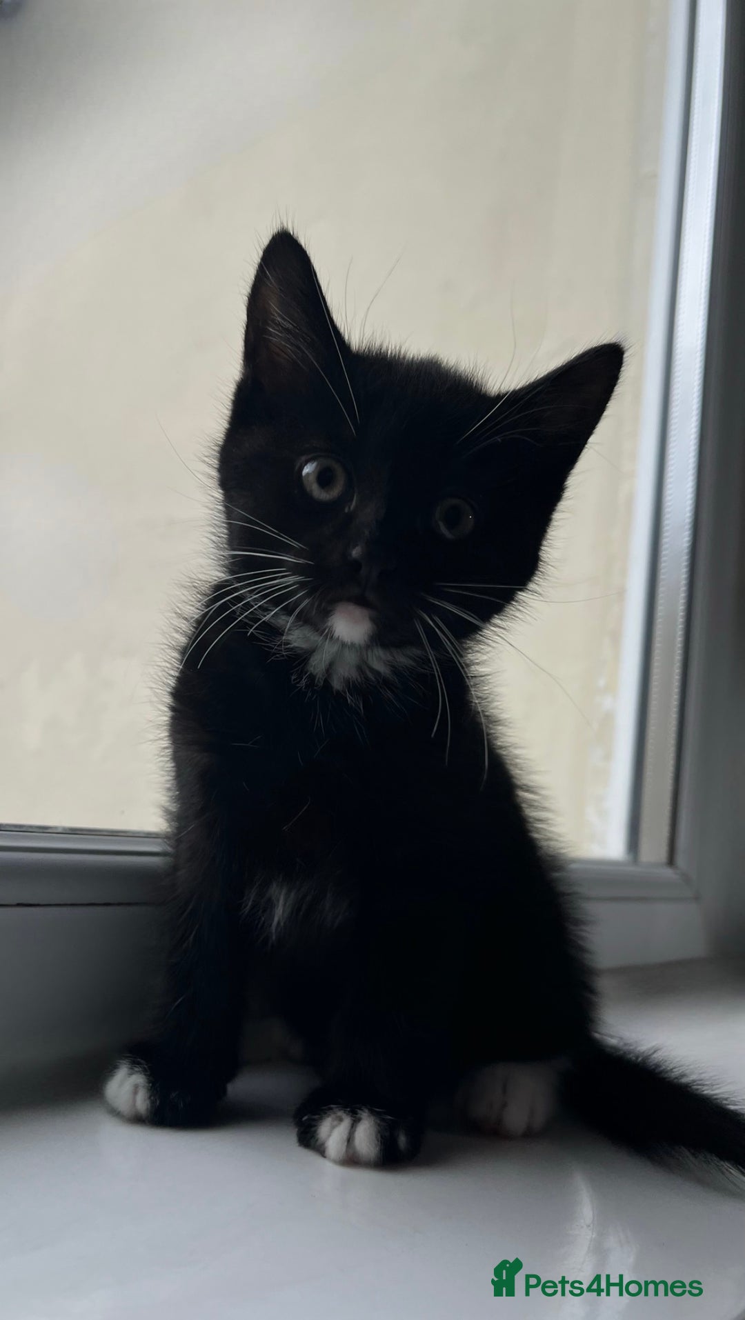 Domestic Shorthair cats for sale: SERIOUS HOMES ONLY - Image 8