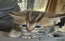 British Shorthair cats for sale: Kittens  - Image 5