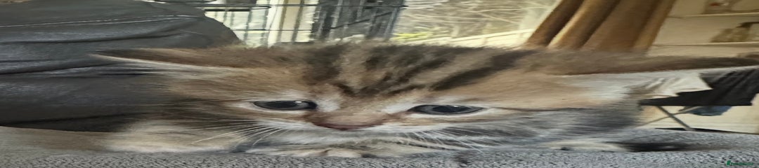 British Shorthair Kitten 5