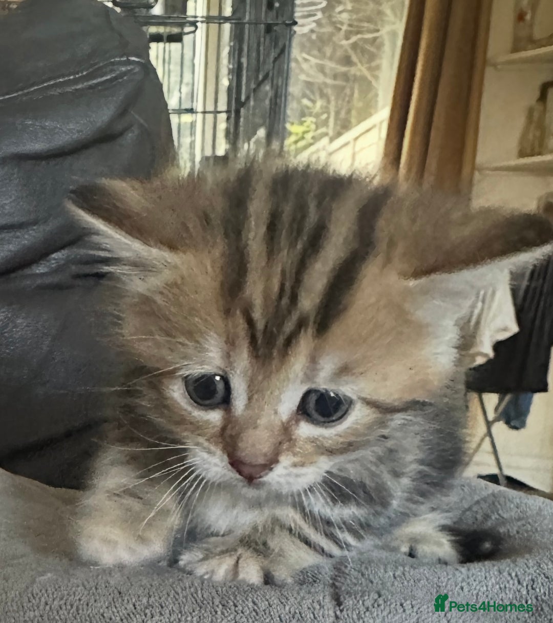 British Shorthair cats for sale: Kittens  - Image 5