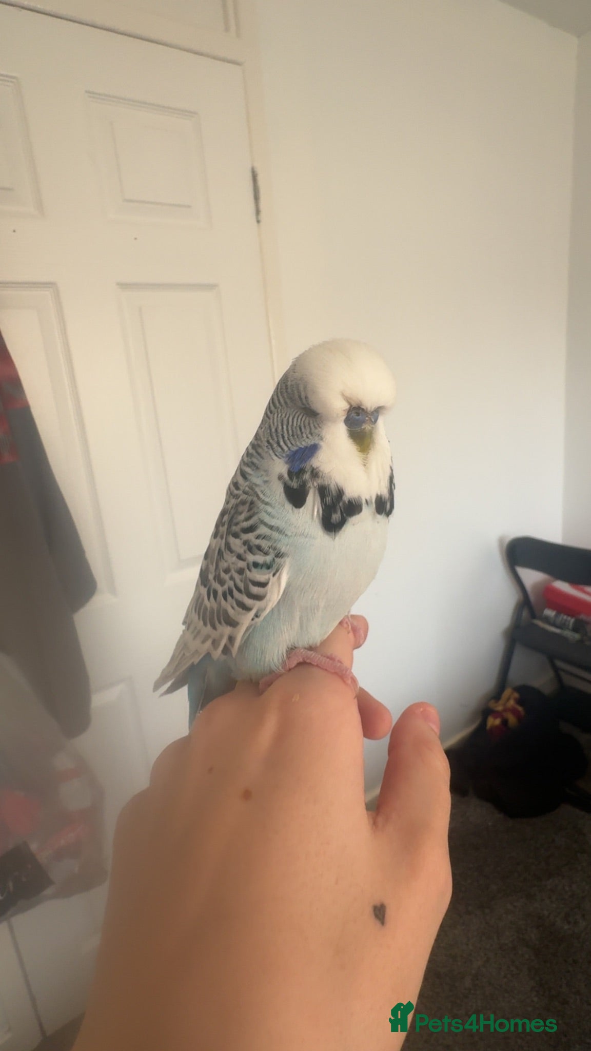Budgerigars birds blue/zebra print budgie - Advert 4