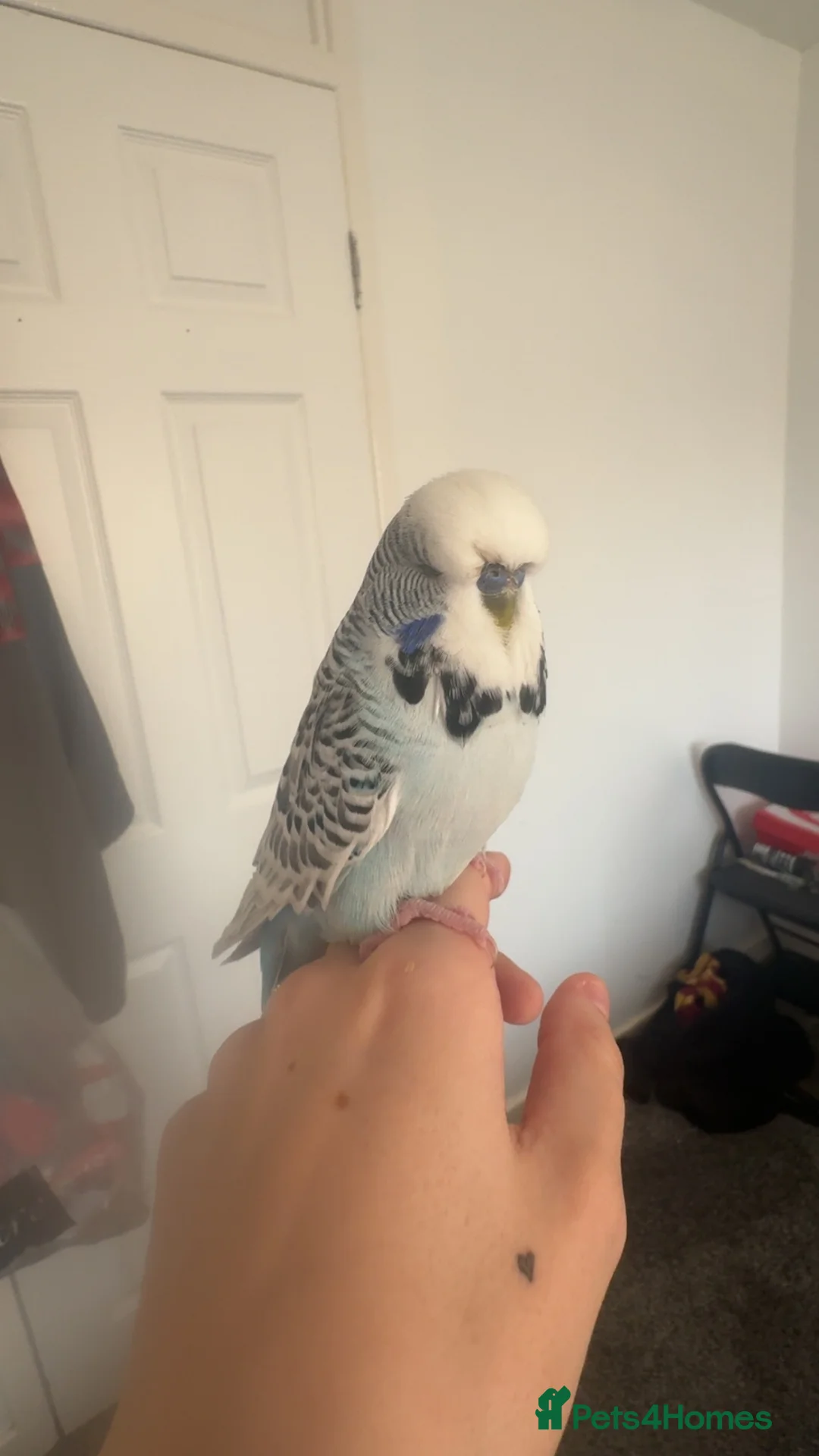 Budgerigars birds for sale: blue/zebra print budgie in Sunderland - Advert 1