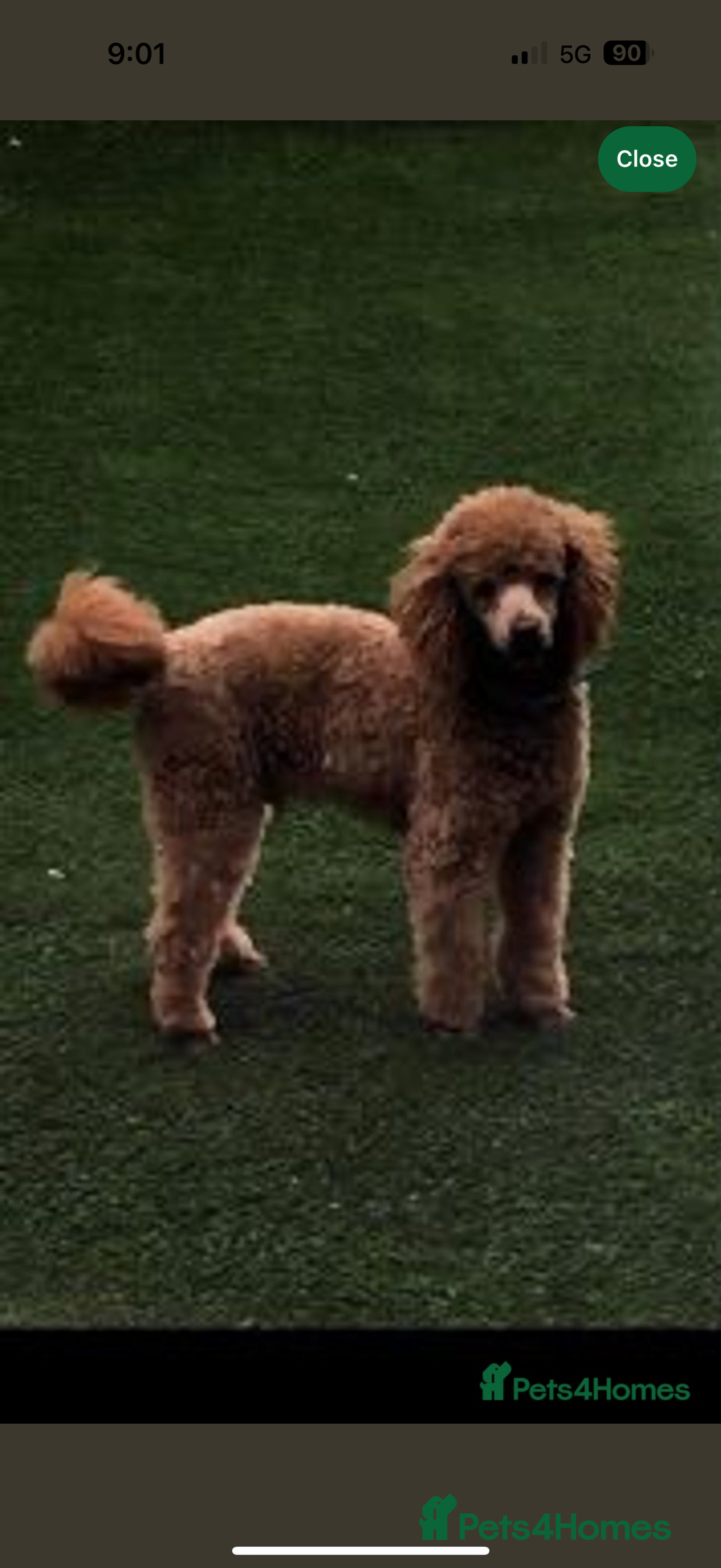 Cockapoo dogs for sale: F1 Cockapoo puppy  - Advert 4