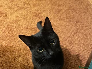 Domestic Shorthair cats for sale: 4 month old tuxedo kittens - Advert 1