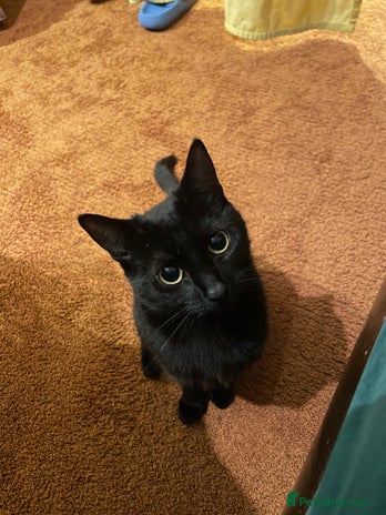 Domestic Shorthair cats 4 month old tuxedo kittens - Advert 2