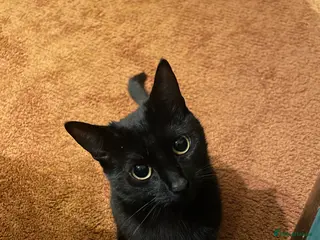 Domestic Shorthair cats 4 month old tuxedo kittens - Advert 6