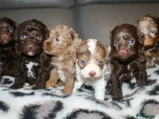 Cockapoo dogs Exceptional health tested American Cockapoos - Advert 5