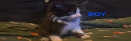 Mixed Breed cats for sale: British blue x Maine coon x domestic short hair  - Advert 11