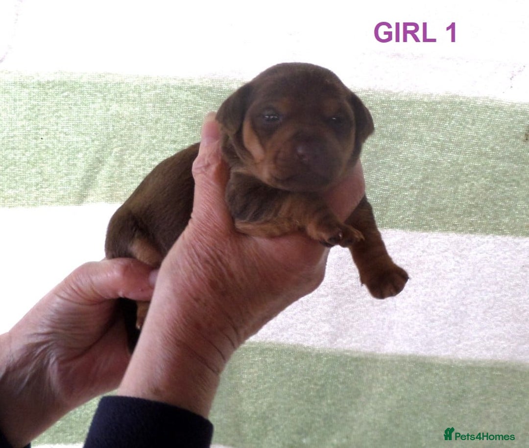 Jack Russell dogs for sale: Beautiful Muchwenlock Jack Russell puppies 🐾 - Advert 16