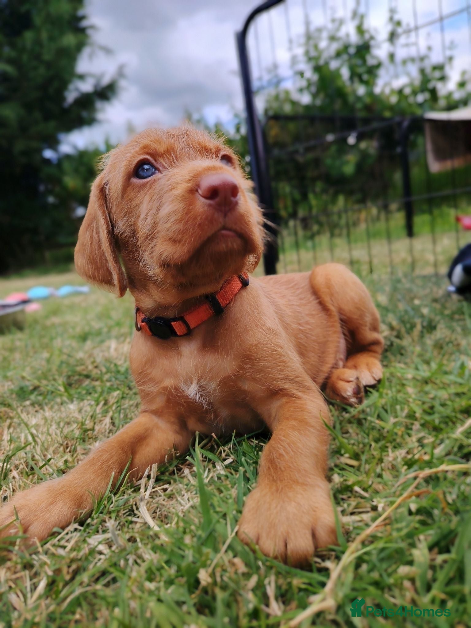 Hungarian Vizsla dogs Wirehaired vizslas  - Advert 2
