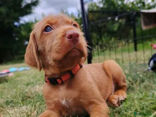 Hungarian Vizsla dogs Wirehaired vizslas - Advert 2