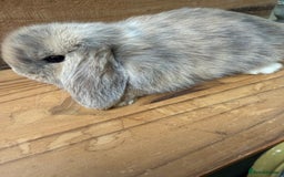 Mini Lop rabbits for sale: MINI LOP BUNNIES - pedigree  - Image 14