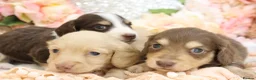 Miniature Dachshund dogs for sale: KC Longhair Miniature Dachshund Puppies in Wisbech - Advert 4