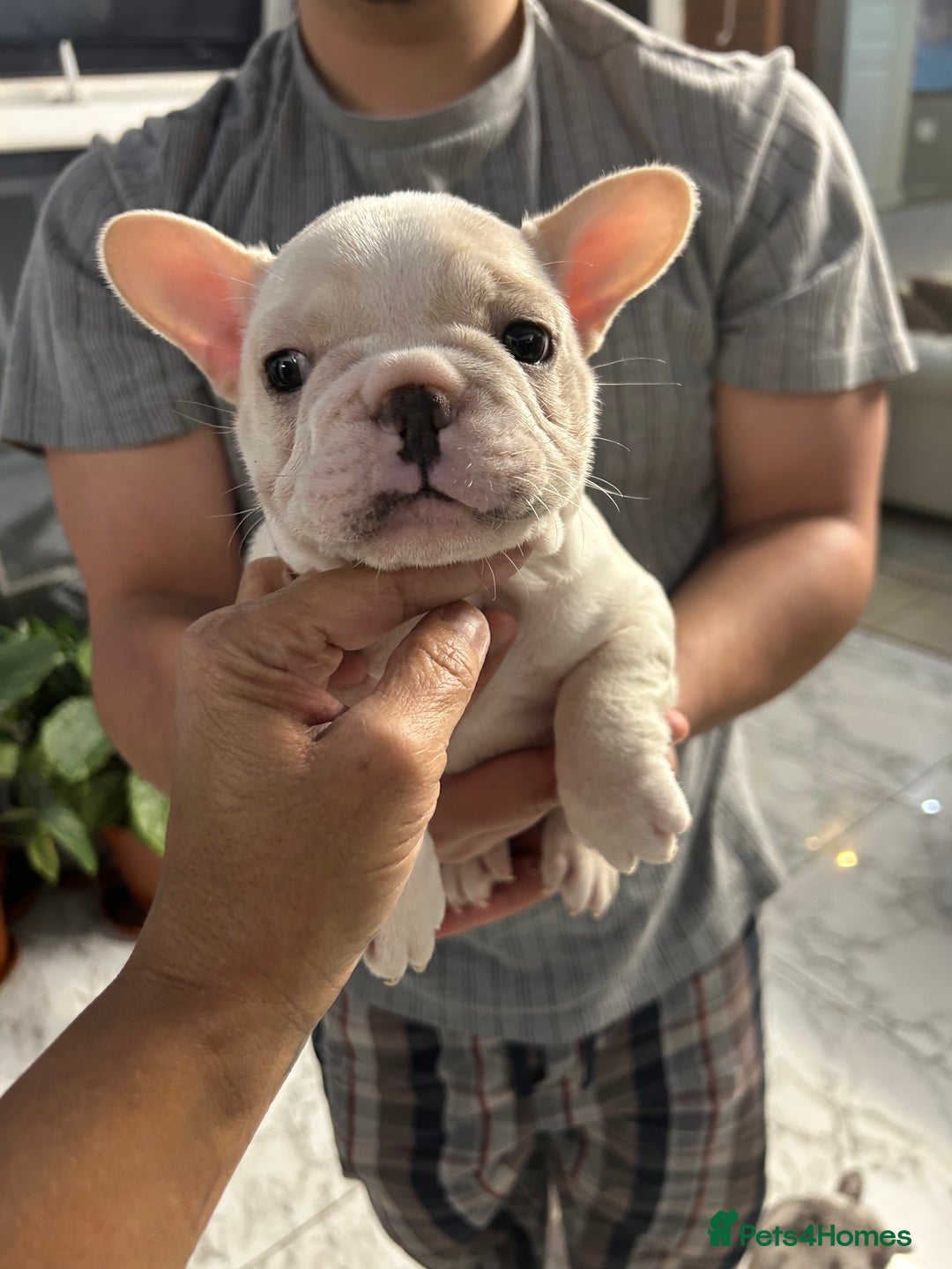 French Bulldog dogs for sale: 3 Extremely beautiful French bull terriers kc reg  - Advert 26