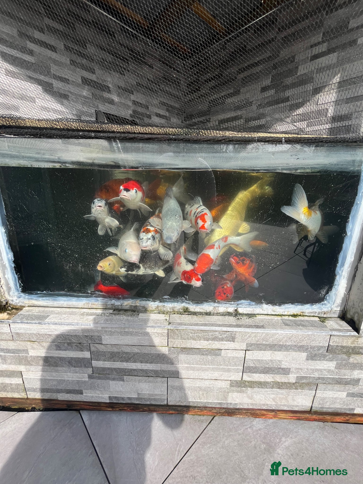 Koi Carp fish Koi carp  - Advert 2