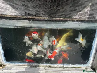 Koi Carp fish Koi carp - Advert 2