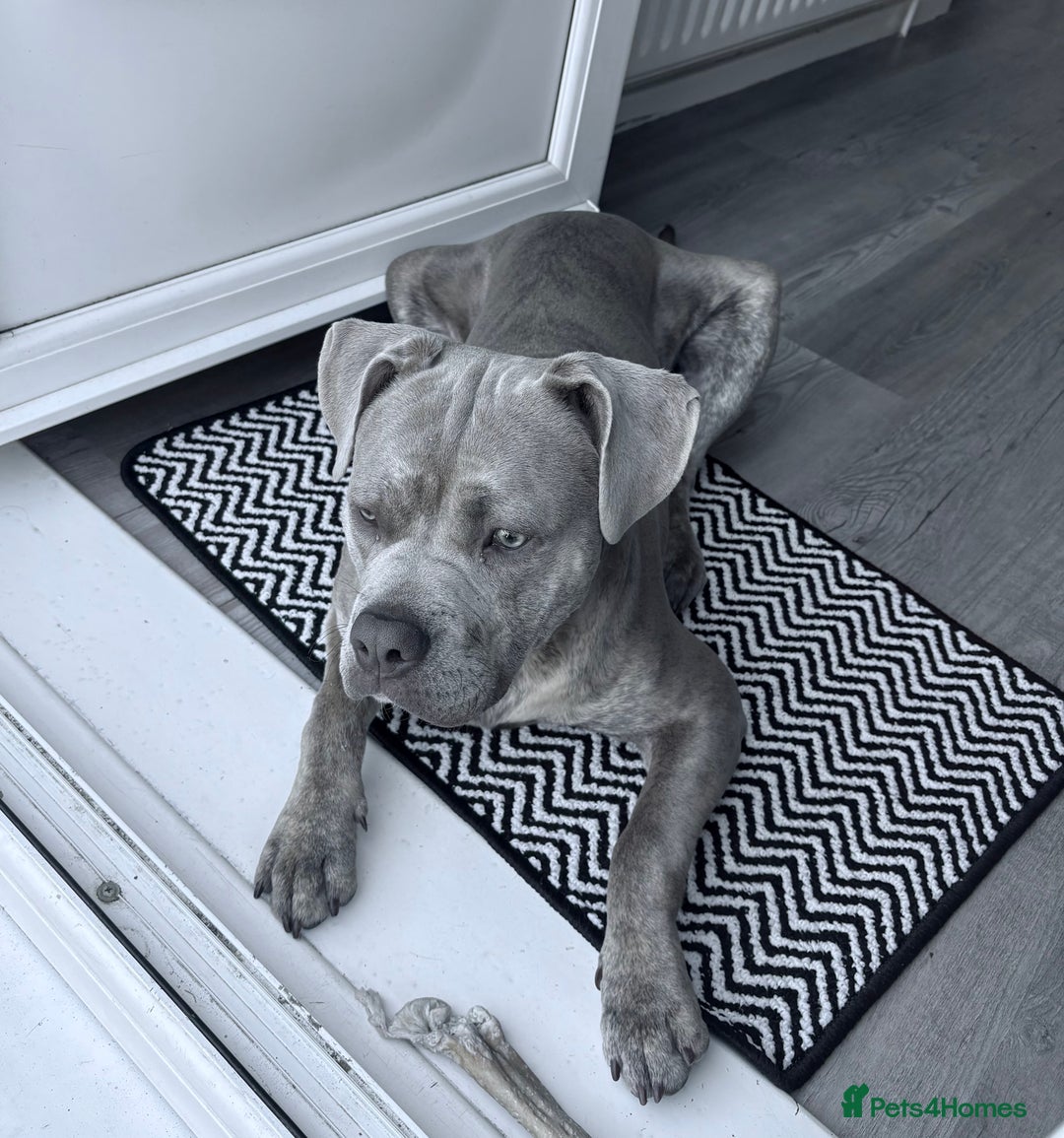 Mixed Breed dogs for sale: StaffyxPocket Bully Needs Re-Home - Advert 5