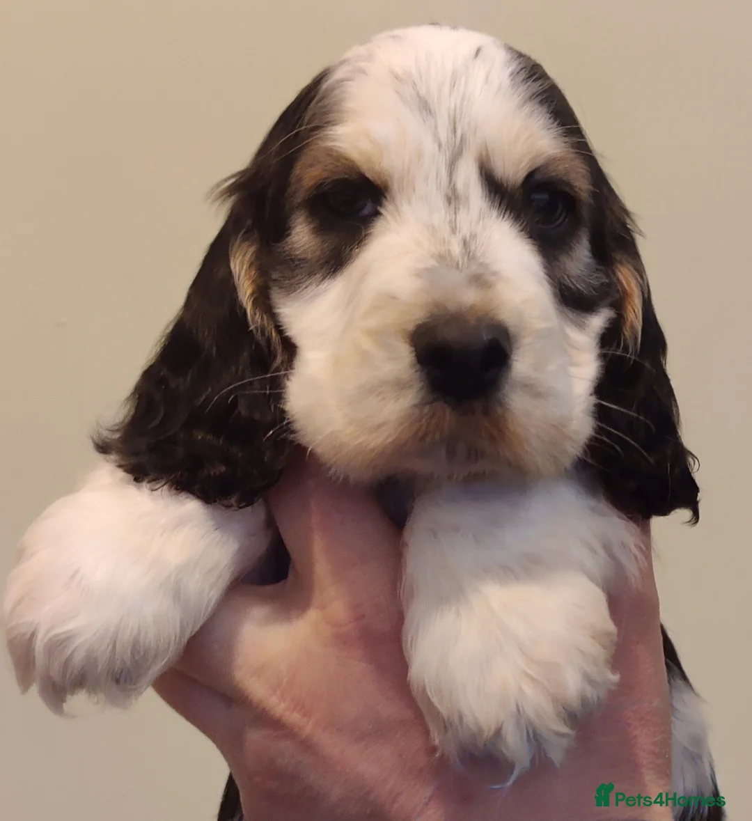 Cocker Spaniel dogs for sale: KC Registered Show Type Cocker Spaniels  - Advert 4