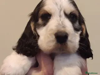 Cocker Spaniel dogs KC Registered Show Type Cocker Spaniels - Advert 15