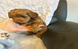 Cockapoo dogs for sale: Cockapoo puppies for Sale - Image 5