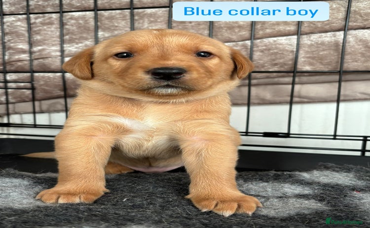 Labrador Retriever dogs - Advert 1